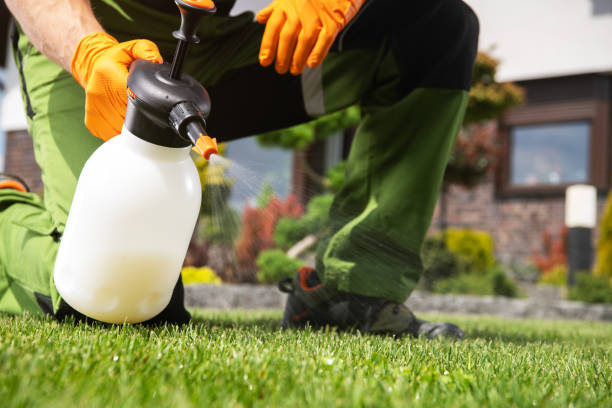 Best Insect Control  in Tsaile, AZ