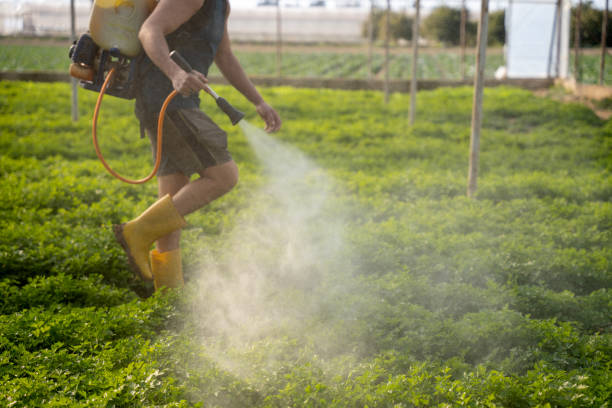 Best Pest Inspection Near Me  in Tsaile, AZ