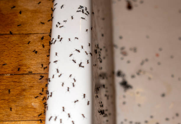 Best Best Pest Control Companies  in Tsaile, AZ